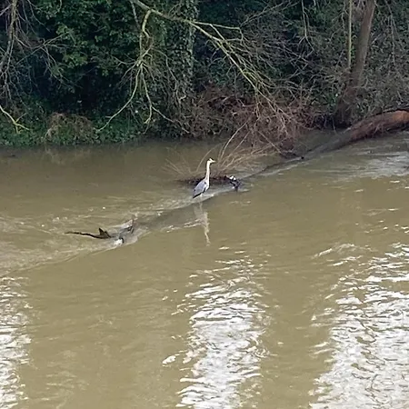 Am Fluss *