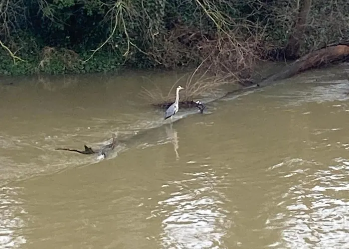 Am Fluss *